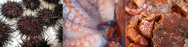 Figura 4 - Ricci di mare, polpi, crostacei: impressioni dal mercato del pesce di Shiogama.