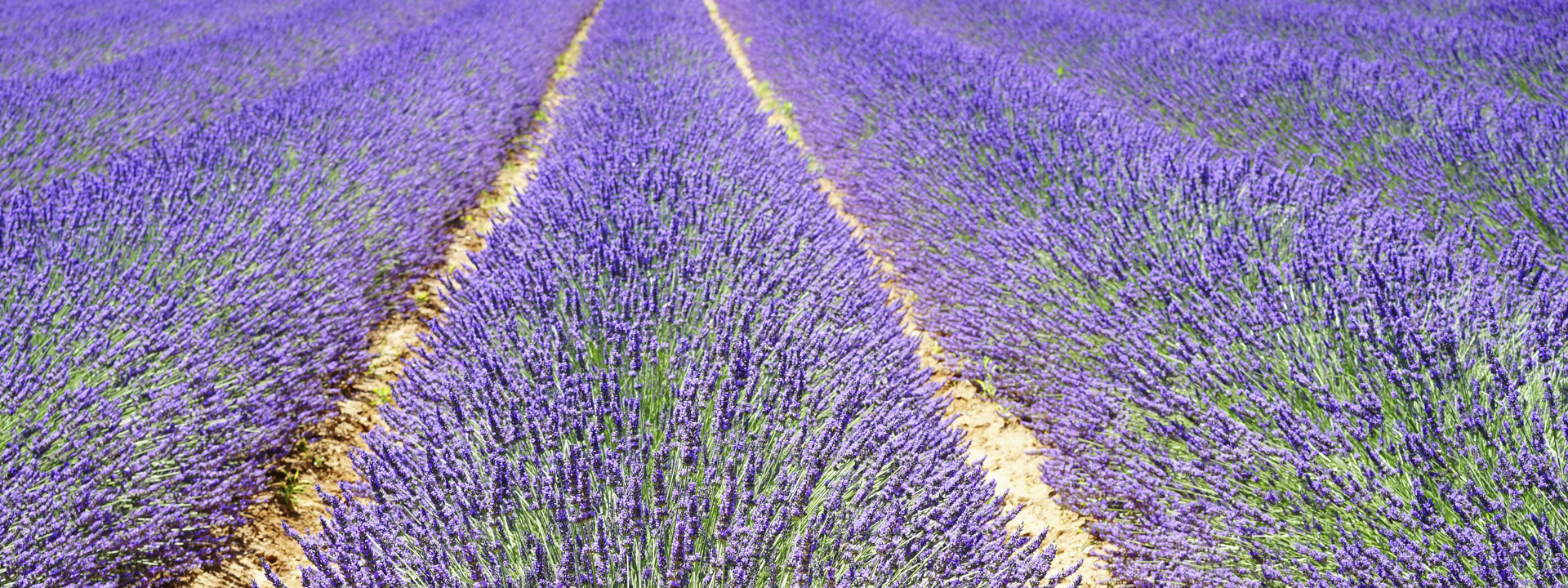 lavanda