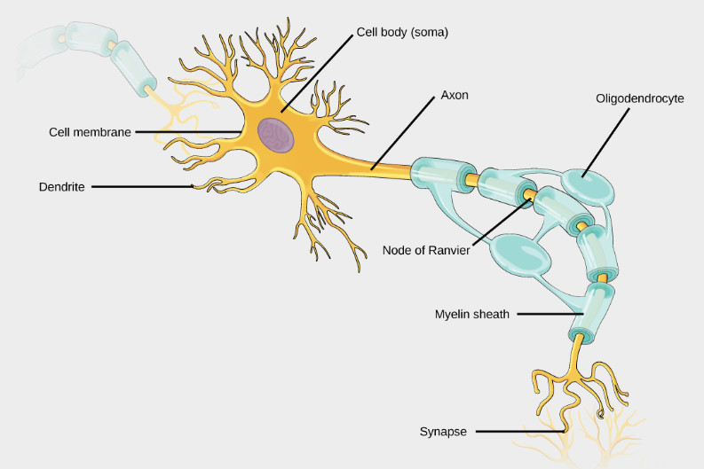 Figure 1 –  Simplified structure of a neuron (from [Rye et al, 2016])